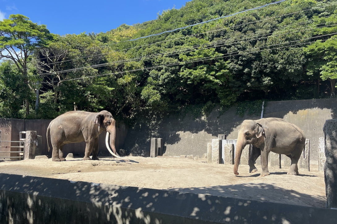 金沢動物園内のゾウ