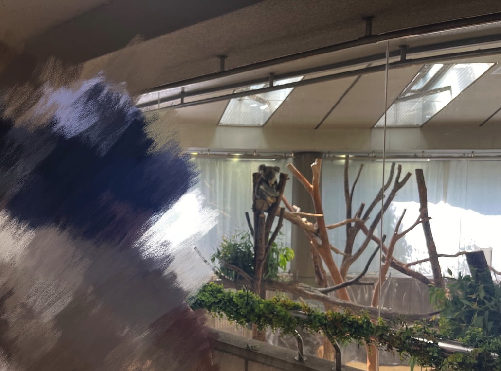 金沢動物園内のコアラ