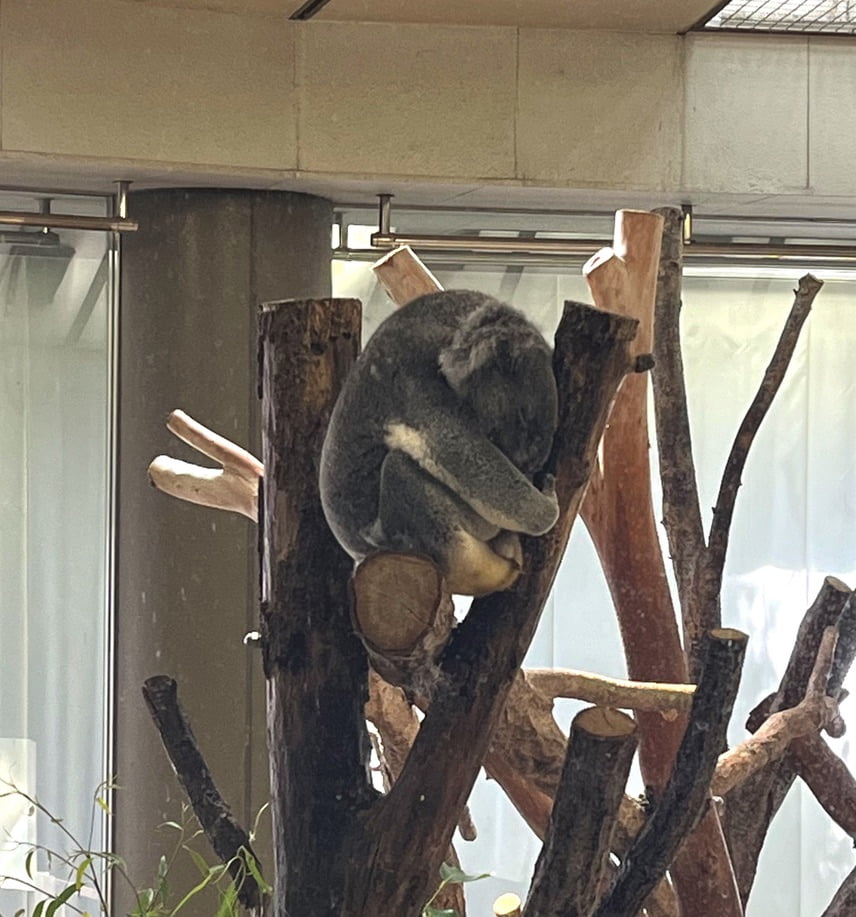 金沢動物園内のコアラ